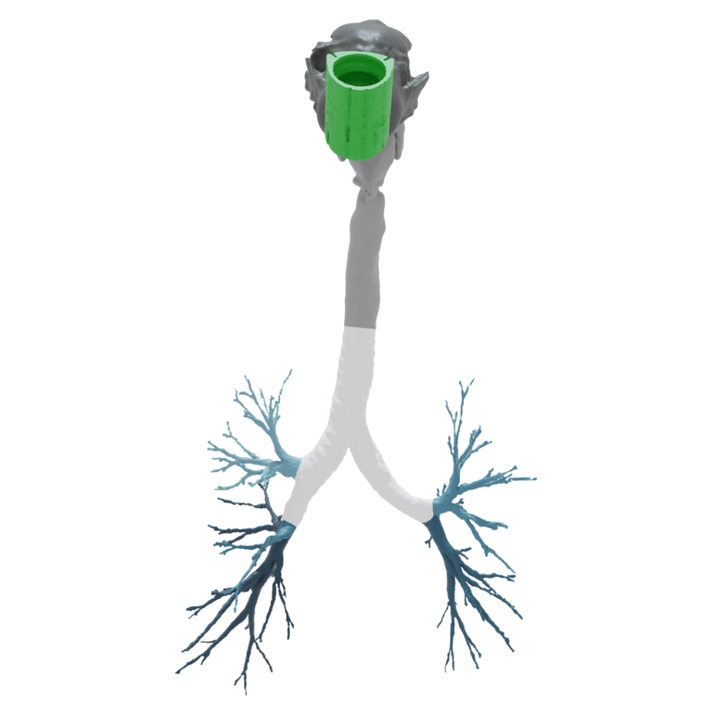 Computational fluid dynamics model of lung system in white with green mouth/throat graphics for FRI at Nanopharm.